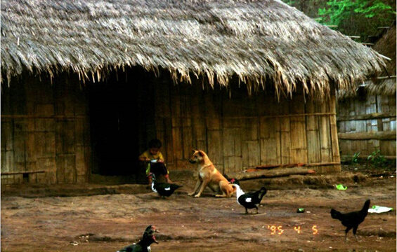 村には、犬とか、鶏がいっぱい。