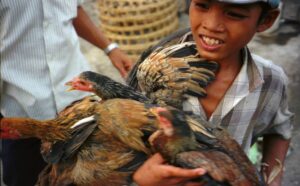 見事に鶏を制していた男の子